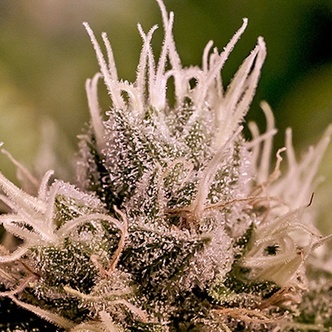 Jack Diesel Auto (Positronics) feminized