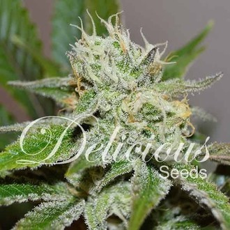 Original Juan Herer (Delicious Seeds) feminized
