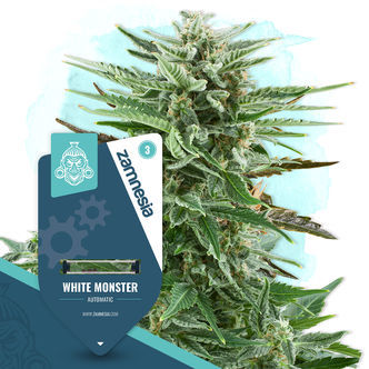 White Monster Autoflower (Zamnesia Seeds) feminized