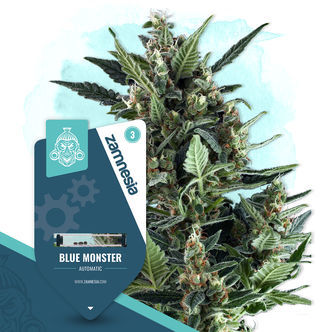 Blue Monster Autoflower (Zamnesia Seeds) feminized