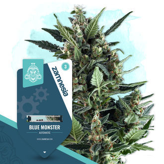 Blue Monster Autoflower (Zamnesia Seeds) feminized