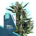 Blue Monster Autoflower (Zamnesia Seeds) feminized