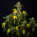 Monster Dwarf Autoflower (Zamnesia Seeds) feminized