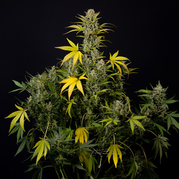 Monster Dwarf Autoflower (Zamnesia Seeds) feminized