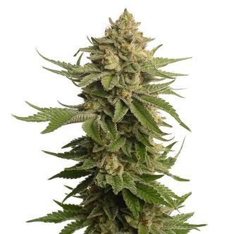 AK-OG Kush (Amsterdam Genetics) feminized
