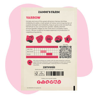 Yarrow (Achillea millefolium) Buddy Pack