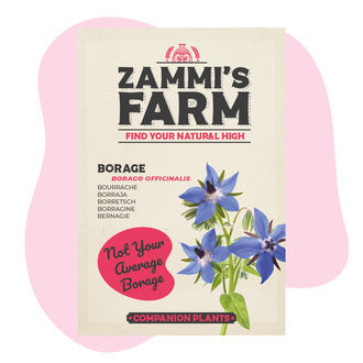 Borage (Borago officinalis) Buddy Pack