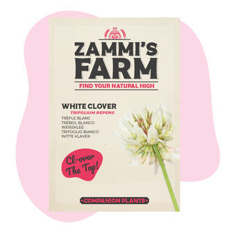 White Clover (Trifolium repens) Buddy Pack