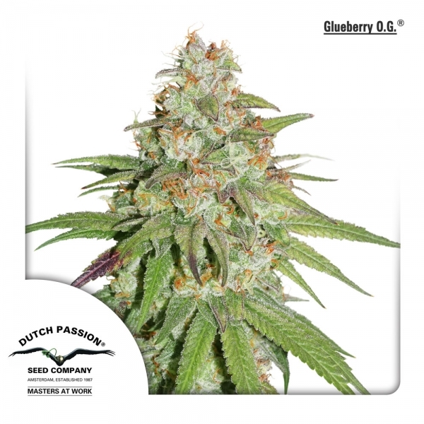 Glueberry OG (Dutch Passion) feminized