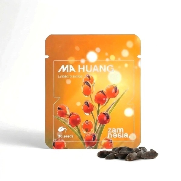Ma Huang Seeds (Ephedra sinica) 20 Seeds