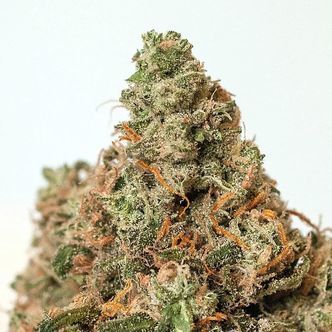 Supercheese (Positronics) feminized