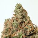 Supercheese (Positronics) feminized