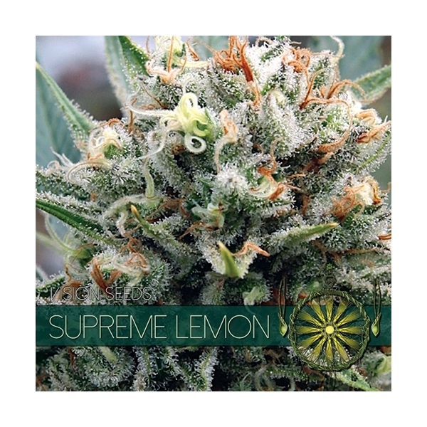 Supreme Lemon (Vision Seeds) feminized