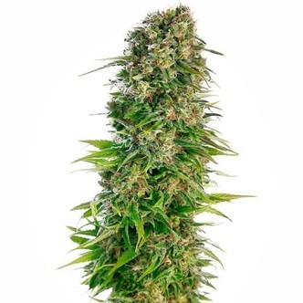 Hindu Kush Autoflower (Sensi Seeds) feminized