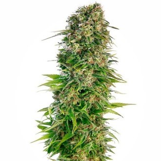 Hindu Kush Autoflower (Sensi Seeds) feminized