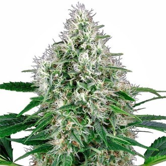 Pure Power Plant Autoflower (White Label) feminized