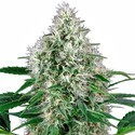 Pure Power Plant Autoflower (White Label) feminized