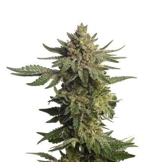Green Magic (Amsterdam Genetics) feminized