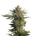 Green Magic (Amsterdam Genetics) feminized