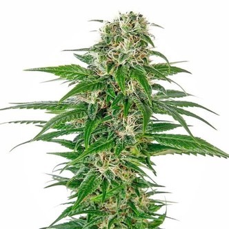 Early Skunk Autoflower (Sensi Seeds) feminized