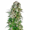 Big Bud Autoflower (Sensi Seeds) feminized