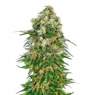 Shiva Skunk Autoflower (Sensi Seeds) feminized