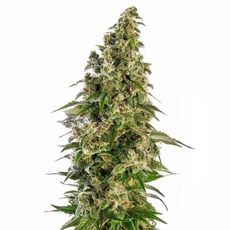 Afghani 1 Autoflower (Sensi Seeds) feminized