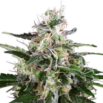 White Skunk Autoflower (White Label) feminized