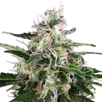 White Skunk Autoflower (White Label) feminized