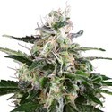 White Skunk Autoflower (White Label) feminized