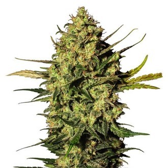 Master Kush Autoflower (White Label) Feminized