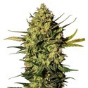 Master Kush Autoflower (White Label) Feminized