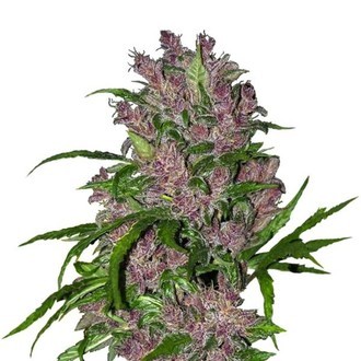 Purple Bud Autoflower (White Label) Feminized