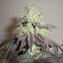 Girl Scout Cookies (Zamnesia Seeds) Feminized