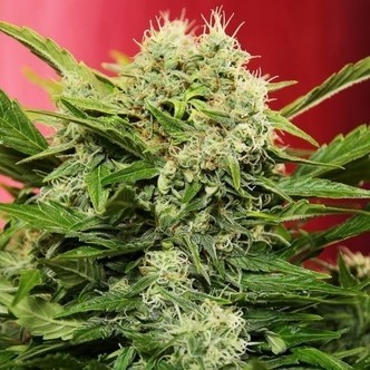 Chronic Ryder Autoflower (Doctor's Choice) feminized