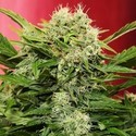 Chronic Ryder Autoflower (Doctor's Choice) feminized