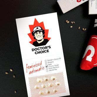 Chronic Ryder Autoflower (Doctor's Choice) feminized