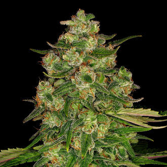 Banana (Zamnesia Seeds) Feminized