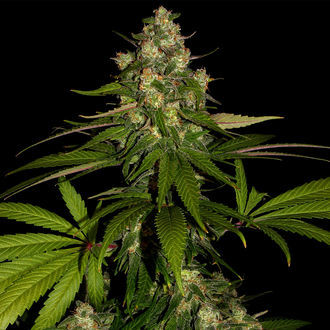 Banana (Zamnesia Seeds) Feminized