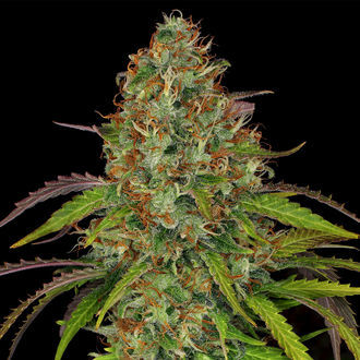 Lemon Power Haze (Zamnesia Seeds) feminized