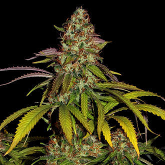 Lemon Power Haze (Zamnesia Seeds) feminized
