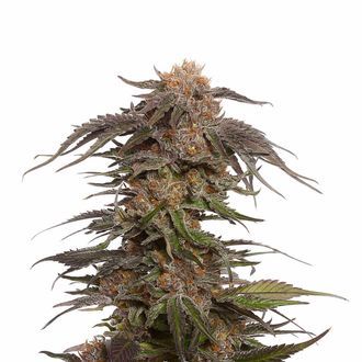 Blue Magic (Amsterdam Genetics) Feminized
