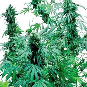 Early Skunk (Sensi Seeds) feminized