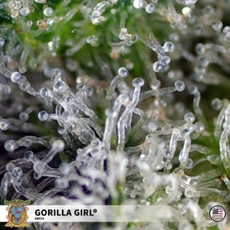Gorilla Girl (Sweet Seeds) Feminized