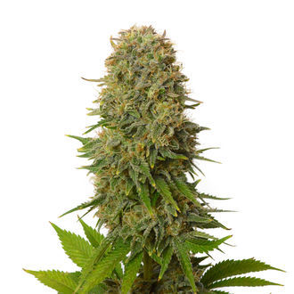 Amnesia Haze (Amsterdam Genetics) feminized