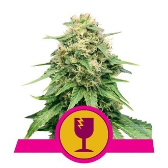 Royal Queen Seeds Free Feminized