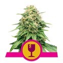 Royal Queen Seeds Free Feminized