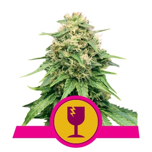 Royal Queen Seeds Free Feminized