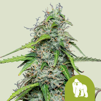 Royal Gorilla Autoflower (Royal Queen Seeds) feminized