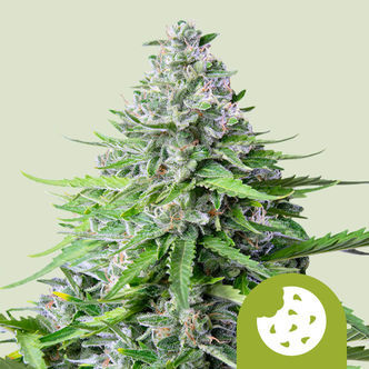 Royal Cookies Autoflower (Royal Queen Seeds) Feminized